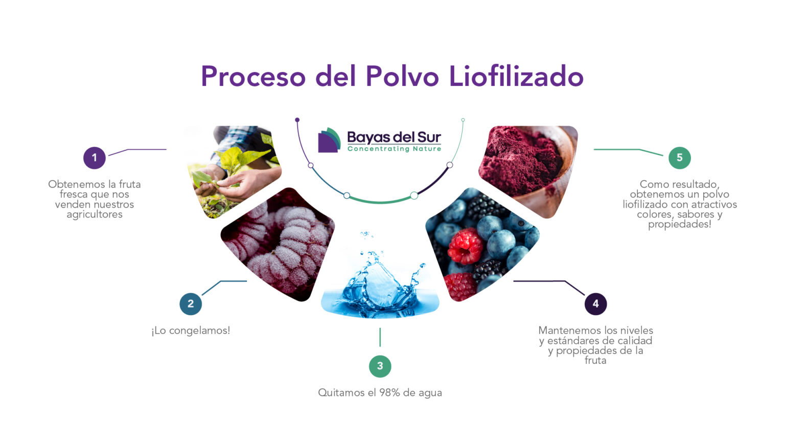 ¿En qué consiste el proceso de liofilización? – Bayas del Sur